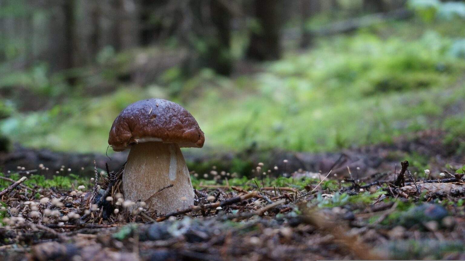 Funghi zen