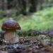 Funghi zen